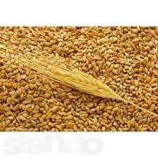 Пшеница 3-й класс