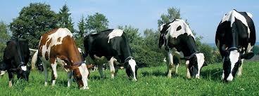 Энергетические кормовые добавки для коров Селко Энерджи