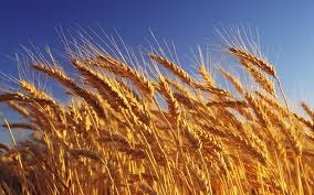 5-й класс пшеница