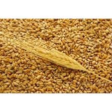 3-й класс пшеница