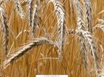 4-й класс пшеница