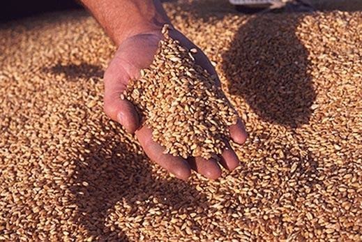 Пшеница продовольственная 3,4 класса на экспорт оптом