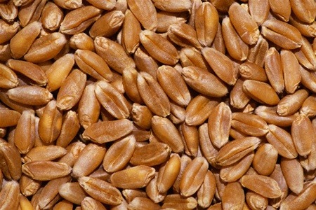 Пшеница озимая Крастал на экспорт