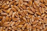 Пшеница озимая посевная на экспорт
