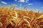 Пшеница яровая Иргина