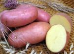 Качественный семенной картофель из Беларуси