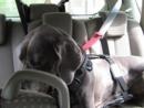 Устройство для безопасной фиксации собак в автомобиле