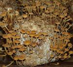 Субстраты грибов опенка зимнего (фламмулины)