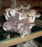 Субстраты грибов шиитаке