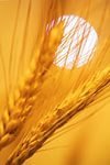 Семена озимой пшеницы, ячменя, тритикале урожай 2014