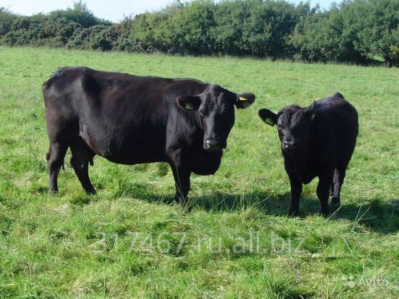 Коровы Абердин-ангусской породы