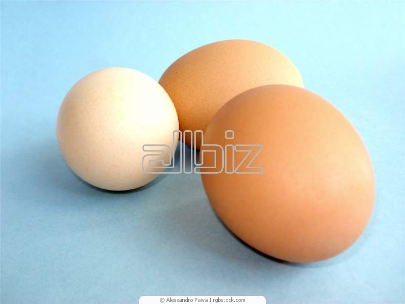 Инкубация куриного яйца от 5000шт