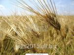 Пшеница яровая 4 класс