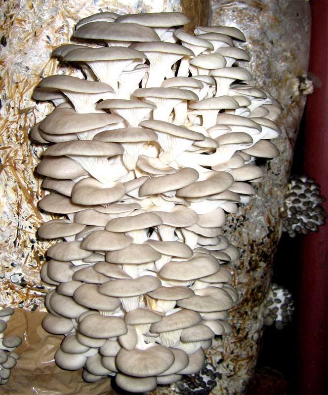 Мицелий (семена) грибов вешенка, шампиньон, шиитаке, опята 200гр Отправка почтой