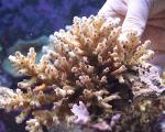 Акропора разводная S Acropora sp