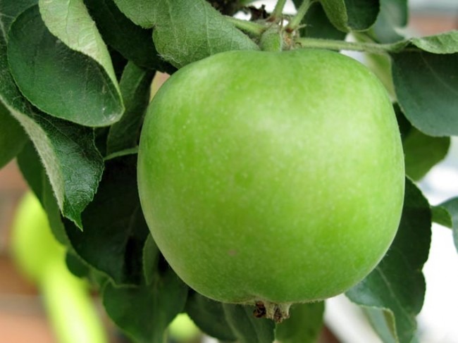 Парфюмерные отдушки Зелёное яблоко