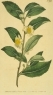 Масло эфирное Чайное дерево