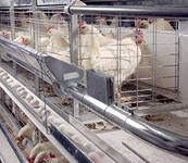 Клеточное оборудование для несушки и цыплят-бройлеров