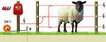 Электропастух для овец
