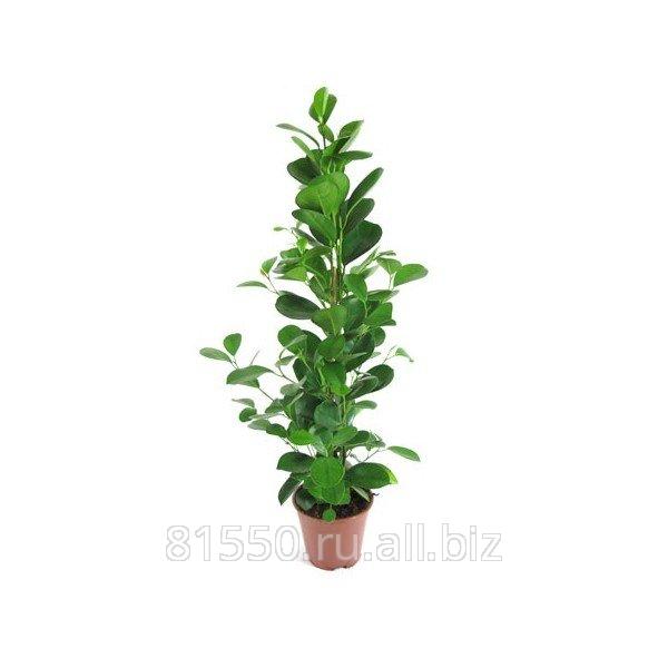 Фикус microcarpa moclame