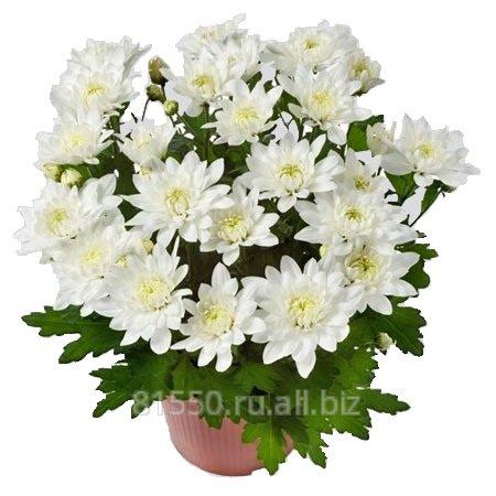 Луковица цветочных культур Chrystal White