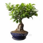 Фикус microcarpa ginseng