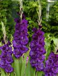 Луковица цветочных культур Purple Flora