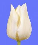 Луковица цветочных культур Agrass White