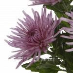 Луковица цветочных культур Anastasia Lilac