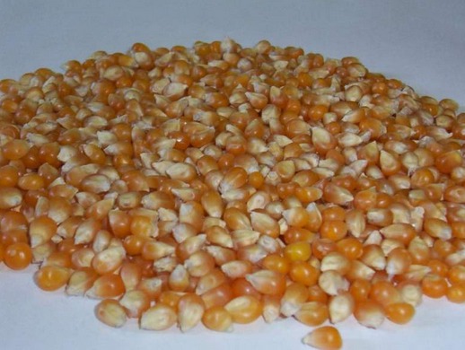 Экструдированная кукуруза купить в Росии от производителя оптом