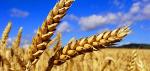 Кормовой зернопродукт пшеничный 2  категории