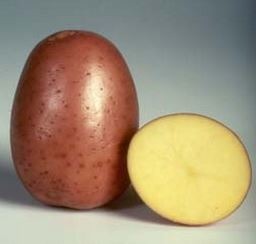 Картофель свежий сорт Беллароза