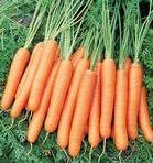 Морковь свежая сорт Ньюс F1