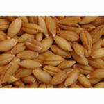 Пшеница продовольственная 3кл. ГОСТ РФ Р52554-2006