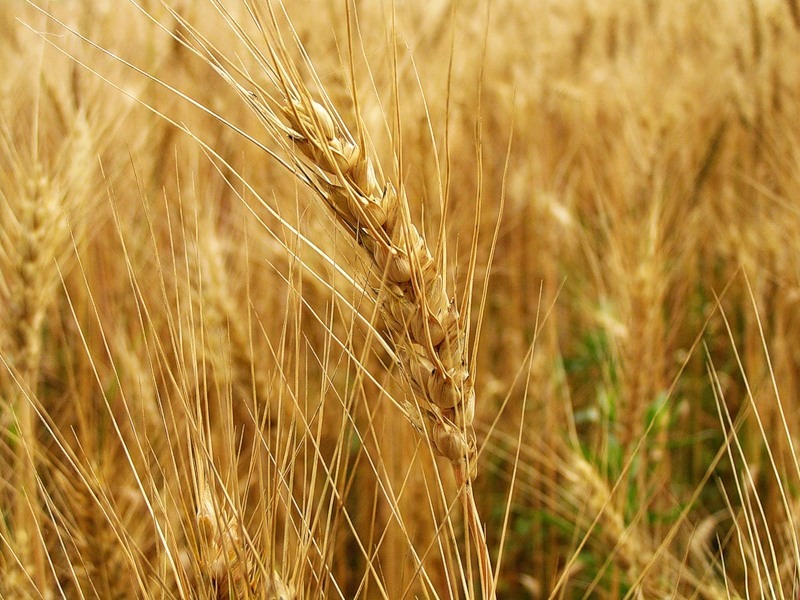Семена пшеницы озимой: Верта
