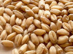 Семена Пшеницы озимой: Грация