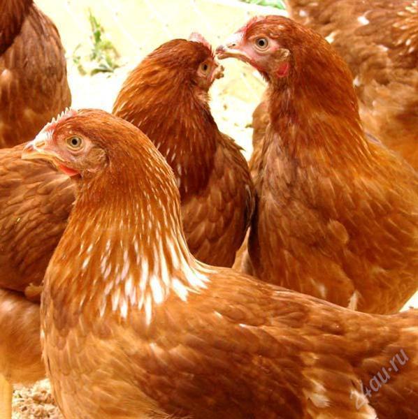 Комбикорм для цыплят-бройлеров и кур-несушек