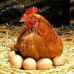 Витамины для кур-несушек и цыплят-бройлеров