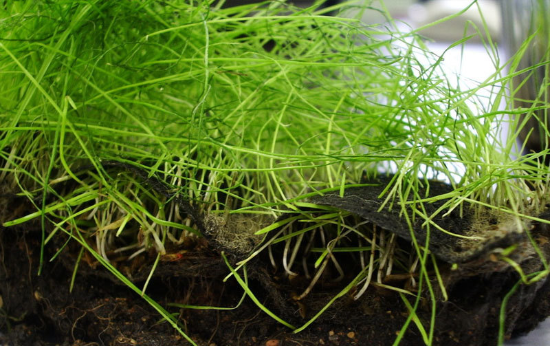 Биомат - Арнит с семенами трав