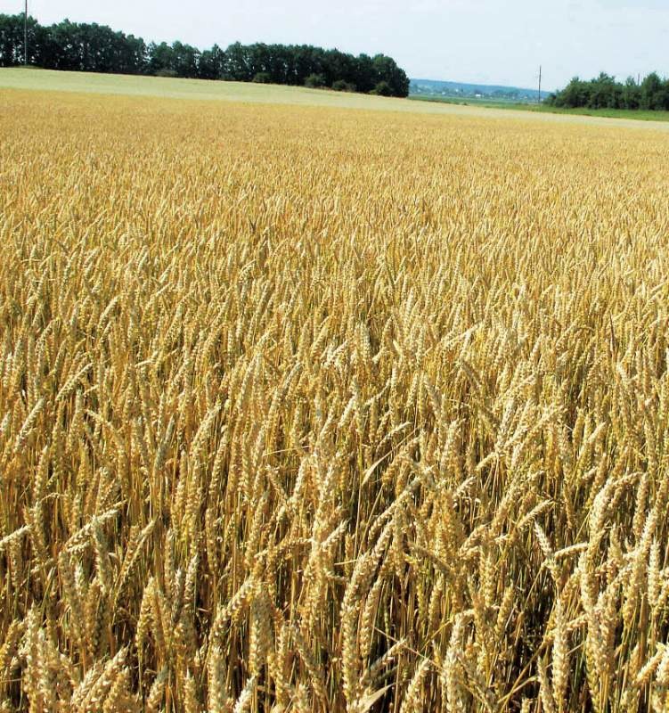 Пшеница озимая 3 класса | Большой Морец, ООО