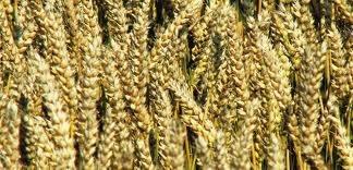 Пшеница озимая. Семена озимой пшеницы.