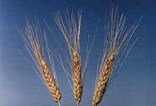 Пшеница твердая