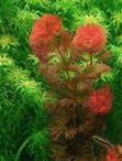 Кабомба красная (Cabomba piauhyensis) 15 см