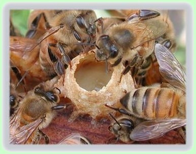 Мёд с пчелиным маточным молочком