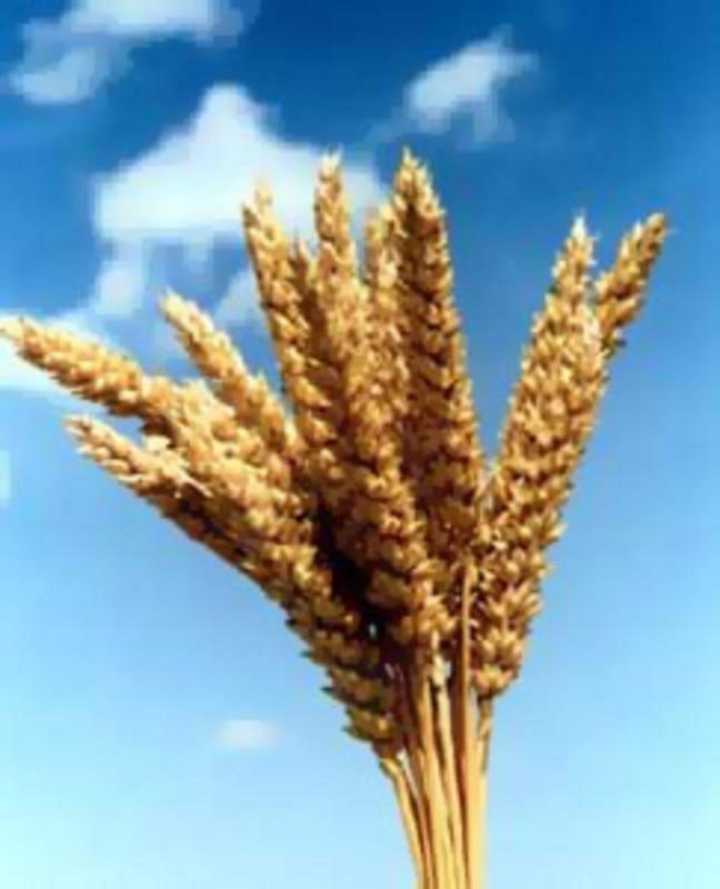 Пшеница фуражная 5 кл