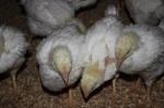 Комбикорм для цыплят-бройлеров от производителя, Крым