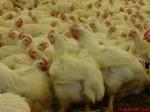 Комбикорм для цыплят-бройлеров  от производителя, Украина