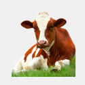 Комбикорма для крупного рогатого скота, комбикорма для КРС КК 62-1, КК 63-1.Украина, Бахчисарай.