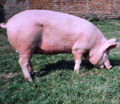 Полнорационный комбикорм № ККС 8-54 для откорма свиней II периода 70-120 кг живой массы, привес 650-700 г