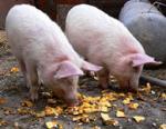 Комбикорм-концентрат  для свинок 4-9 мес.